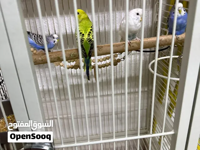 عصافير بادجي وزيبرا