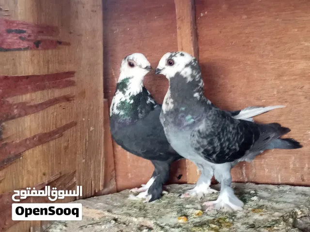 قص فوليات شغالين ومستوى عالي