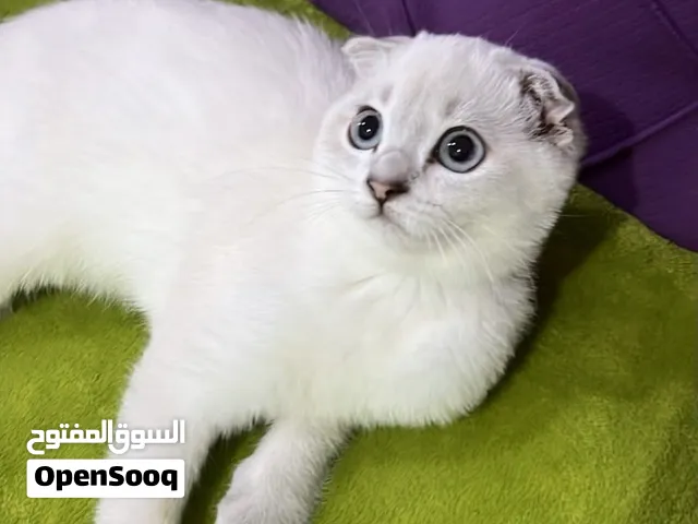 سكوتش فولد ماشاء الله قولد بوينت انثى عمرها 3 شهور مع اغراضها ب45