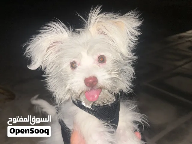 كلب نوع مالتيز للبيع – أنثى جميلة و لعوبة
