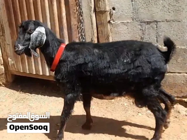 عقيقه ذبيحه فدو نذر بلدي سن نظيف الموقع سحاب السعر 155 نهائي يوجد خدمه ذبح