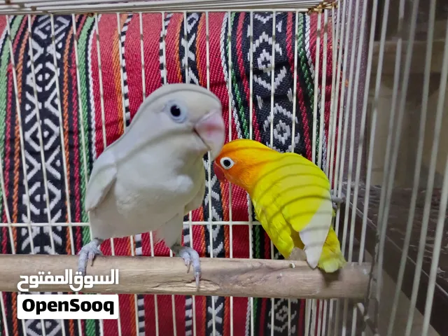 طيور الفيشر