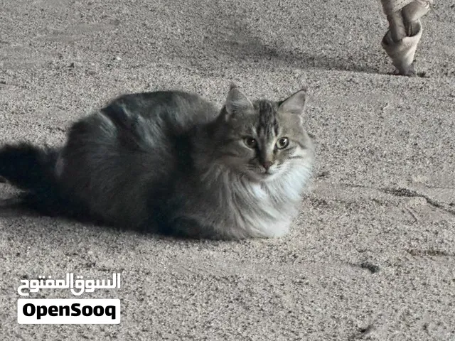 قط سيبيري للبيع