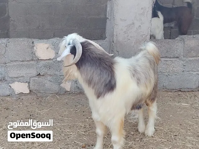 للبيع تيس من حلال الرحوب