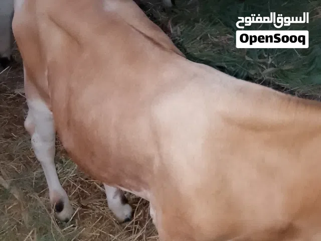 عجاله  ظفاريات  ويوجد عجلات عمانية