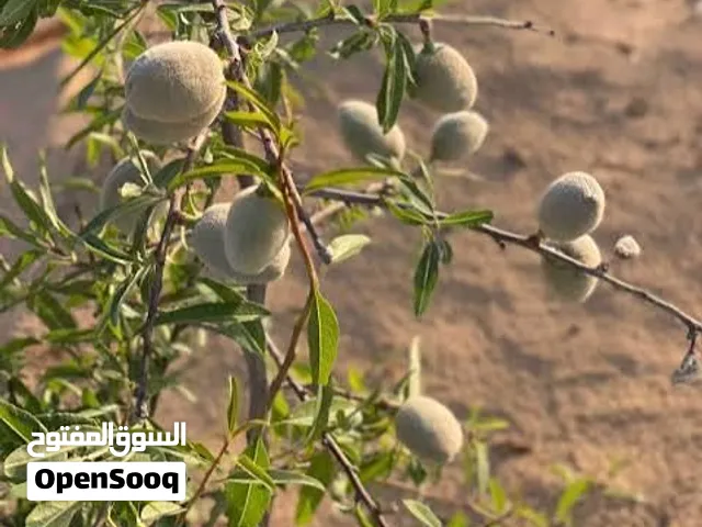 اشجار لوز مثمرة