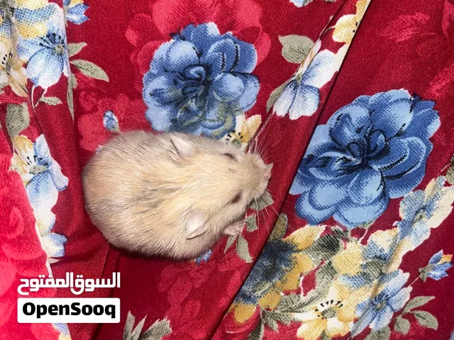 هامستر روسي