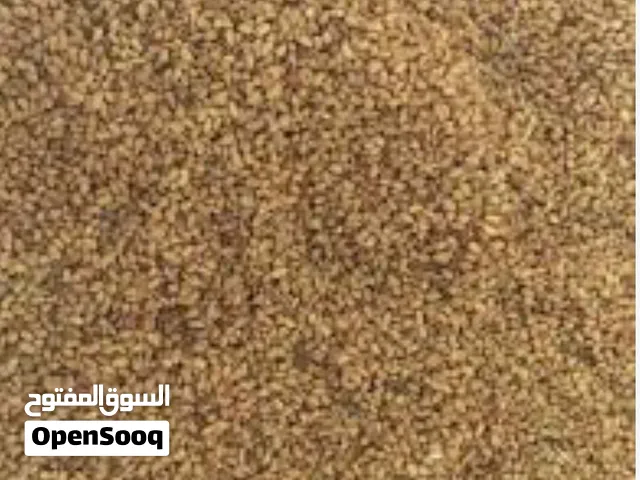 بذر قت عماني للبيع