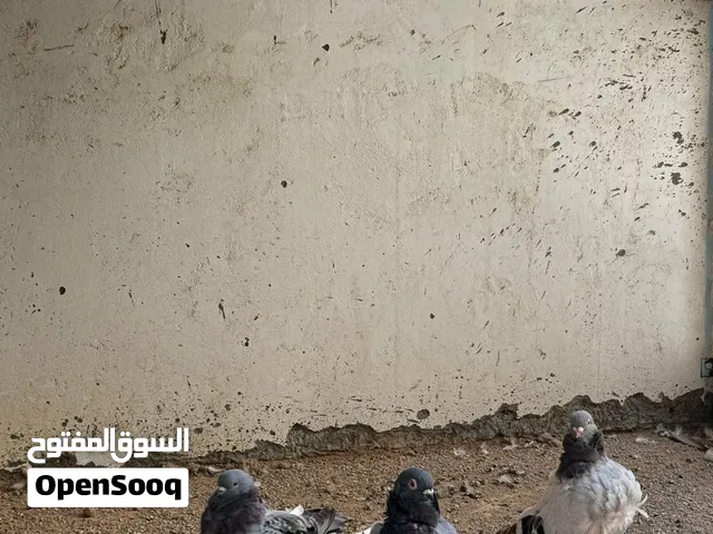 حمام كشكي المستوى شوفت عينك و سعر الجملة غير.