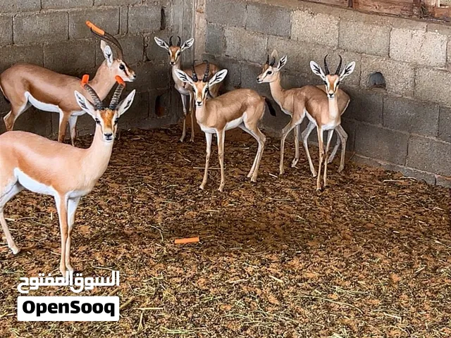 غزال الريم جديان وفحول