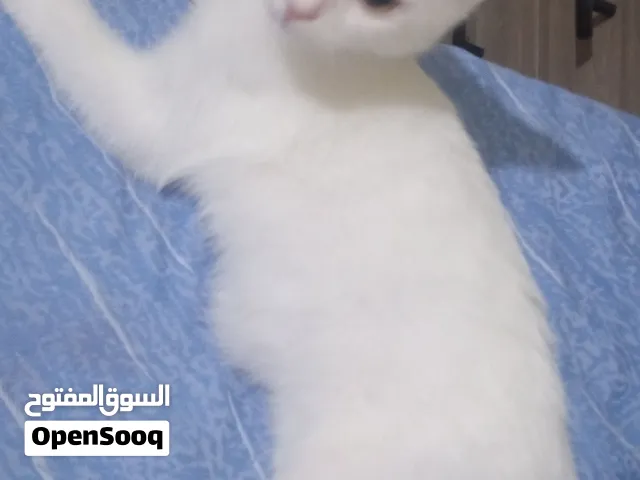 قطط للتبني لوجه الله