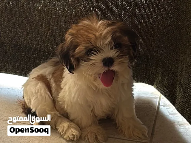 2.5 month old Shihtzu Puppy