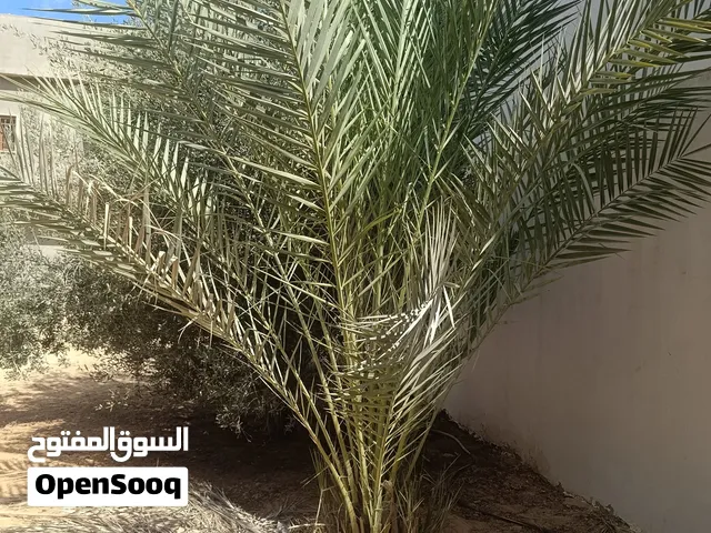 نخله للبيع
