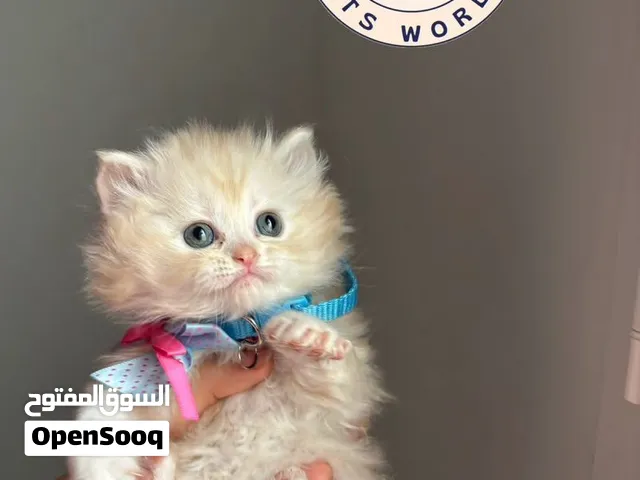 شيرازي مون فيس بيور