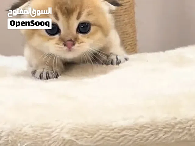 اسكوتش بيور فولد