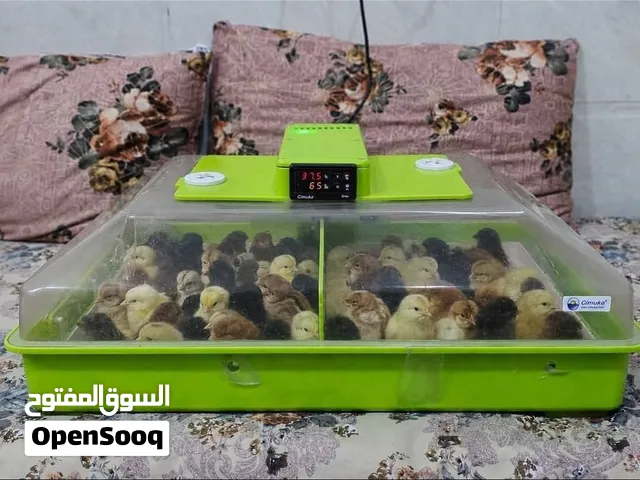 فقاسة بيض تركي نوع جيموكا 60 بيضه