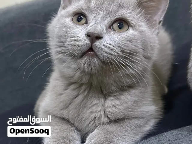 Not yet  ليس له اسم