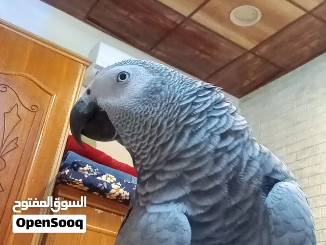 كاسكو متكلم أليف حلقة ذهبيه يصعد من داخل وخارج القفص