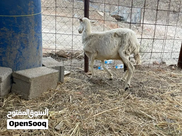 جاعده يمنيه