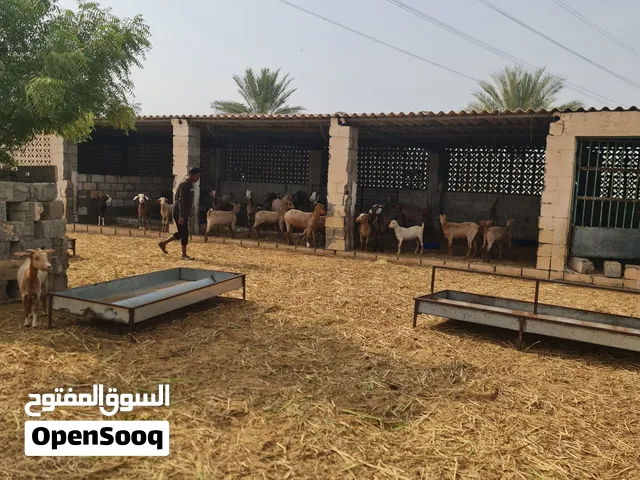 للبيع اغنام عمانية بالجملة 46 راس