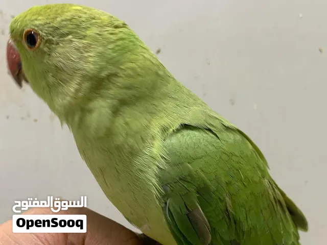 Indian ring neck parrot