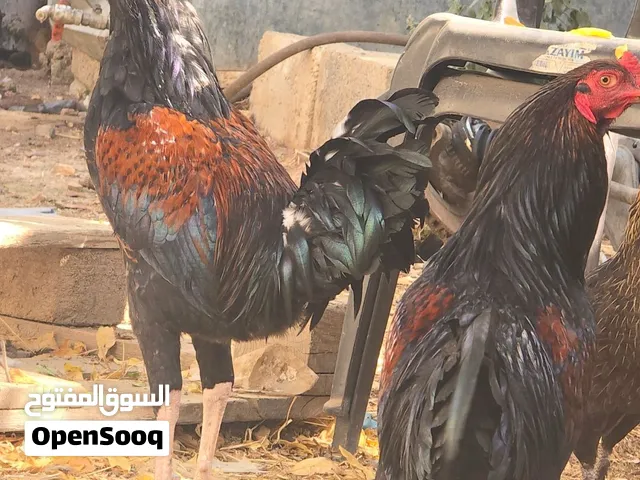دجاج باكستاني