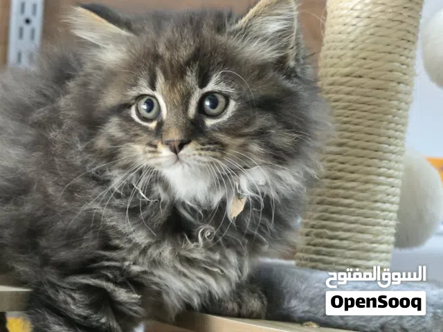 مكس شيرازي مع انغورا