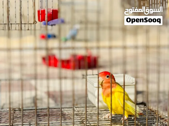 انتى برقديلو ربي يبارك