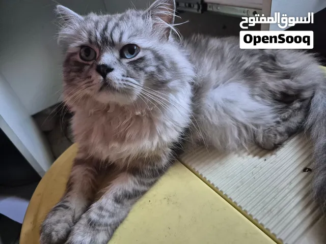 قطط  ذكور واناث للتبني شرط اطمن عليهم كل فتره واذا ما بدك البس لاي سبب رجعه