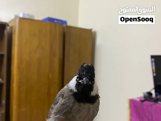 بلبل فحل اليف