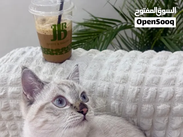 قط هملايا للتبني وليس البيع