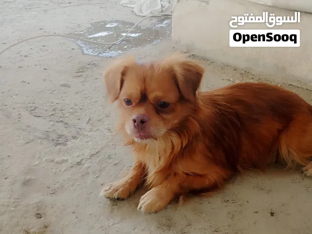 كلب لولو فوكس للبيع