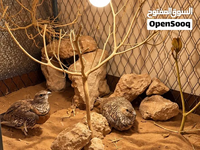 قطا عراقي زوج جاهز للأنتاج