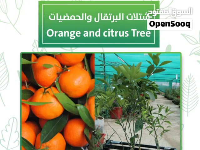 مشتل الأرياف الزراعي الخيار الأفضل لشراء الاشجار والمواد الزراعية