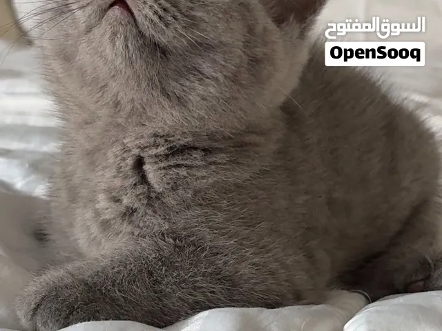 قطط برتش بيور بلو للبيع British blue pure