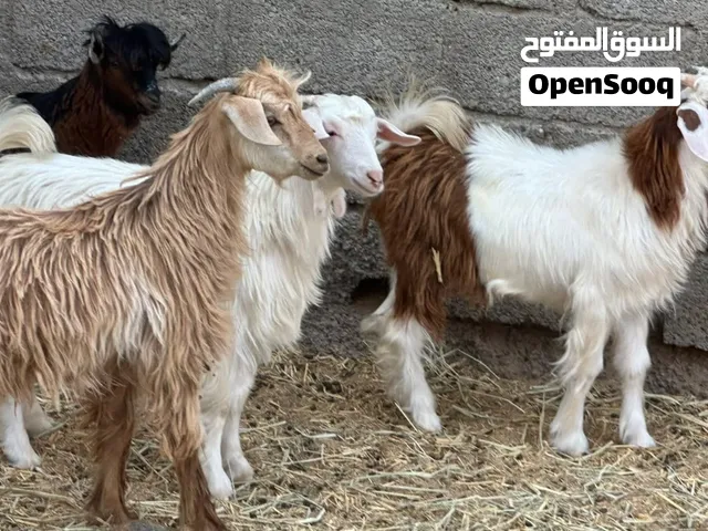 جدايا عمانيات شتويات سمان حلال طيب للتربيه وللذبح جاهزات