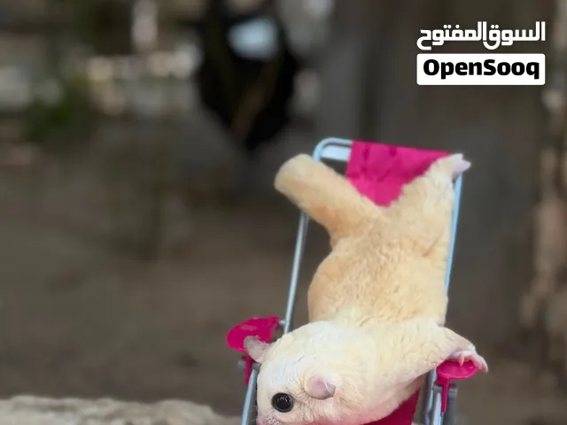 متوفر سنجاب ابيض اليف ومتعلم بعمر 6 اشهر ياكل بروحه بسعر 90 دينار فقط