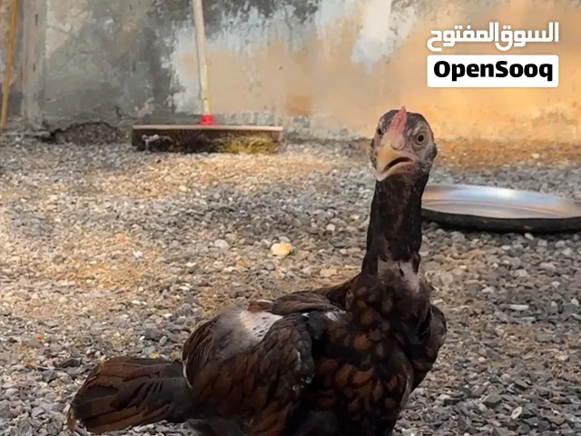 ميوالي بيور