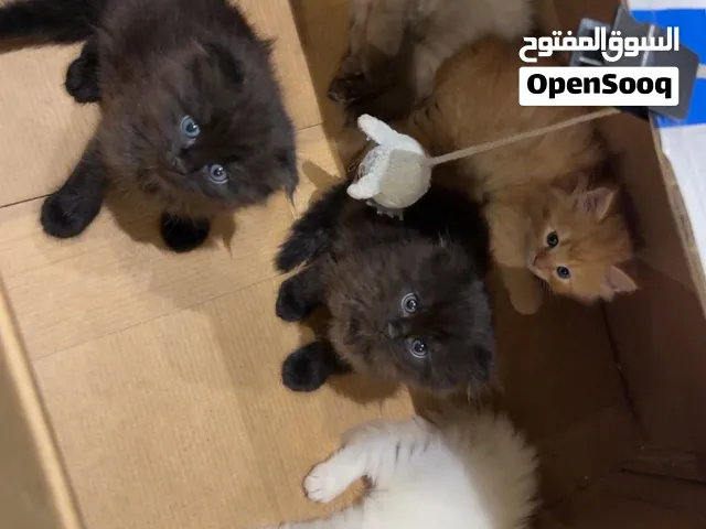 قطط صغيرة للبيع، عمرها شهر ونصف، بصحة جيدة و عنايه جيده