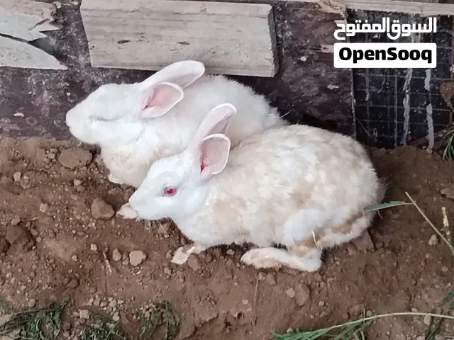 للبيع ذكر وانثى اللون البيض العيون حمر