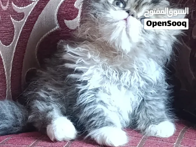 قط بيكي فيس اصول مسجله