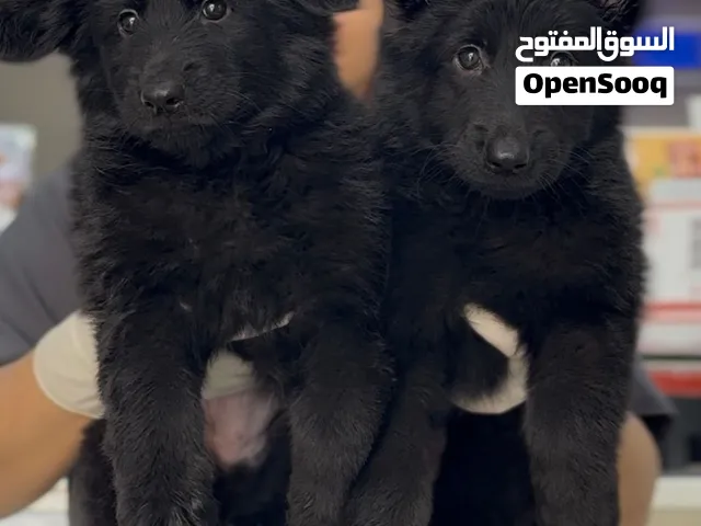 يراوه جيرمن شيبرد German shepherd puppies