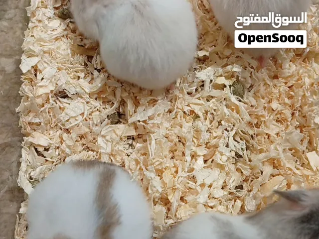 للبيع همستر سوري عمرهم 4اسابيع تقريبا