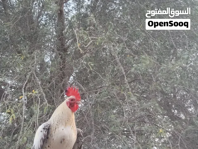 دجاج وديك للبيع 15 لدواعي السفر