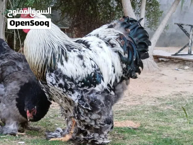 كوبيا. برهما الله. يبارك.