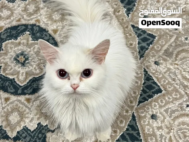 قطة شيرازية للتبني