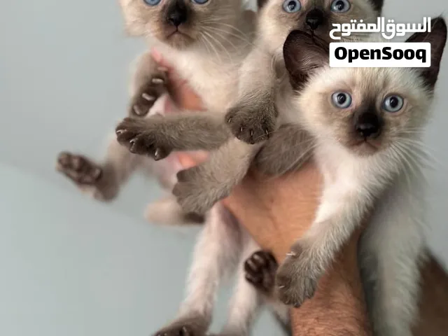 قطط بالينزي سيامي عمر 55 للبيع