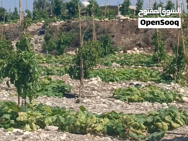 بستان للبيع منطقة دير تقلا قضاء صيدا