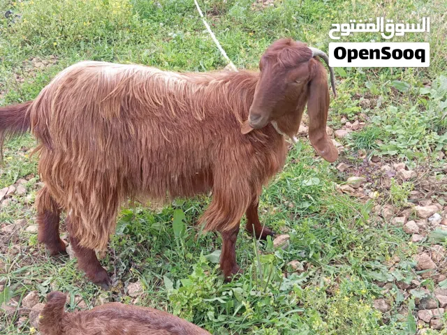 ساعورة عمرها سنه ولا اي بطن بحاله ممتازه