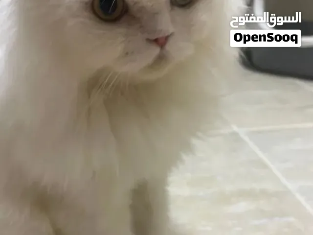 قط للتبني مع جميع الأدوات القط و ومعقم و جميل و مرتب